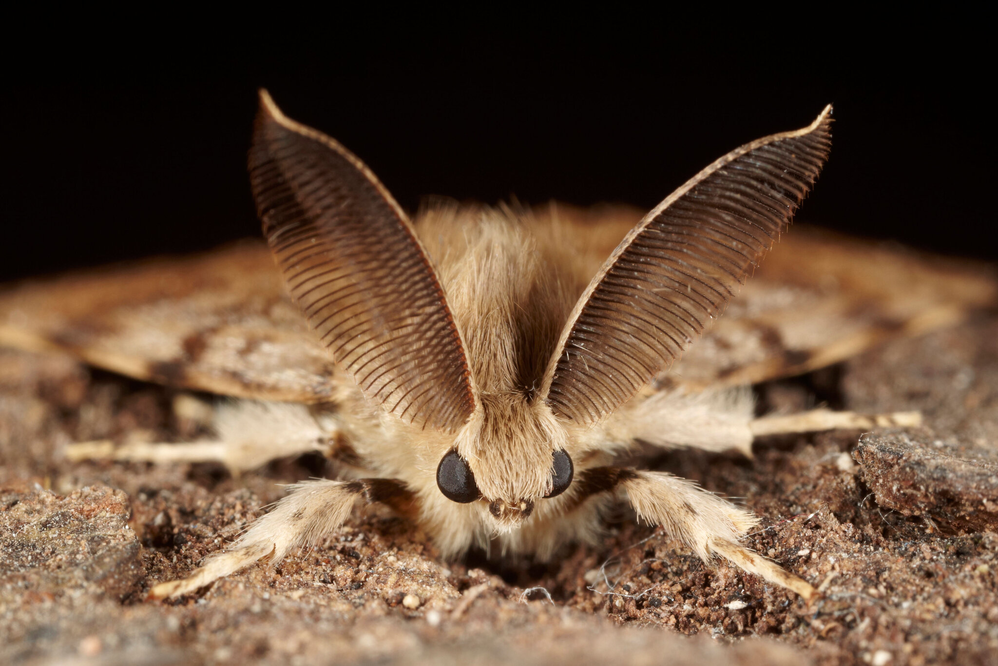 Scientists, not insects, want the new name for the spongy moth to spread