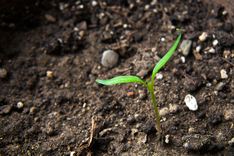 According to researchers, the estimation of soil carbon discharge is critical for climate change