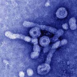 Unusual childhood hepatitis cases may have a reason, according to new research.
