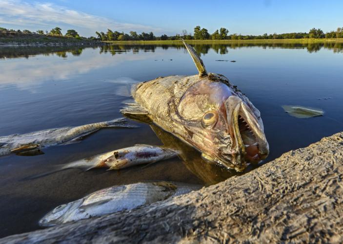 Poland is looking into the 'ecological tragedy' of the fish deaths.