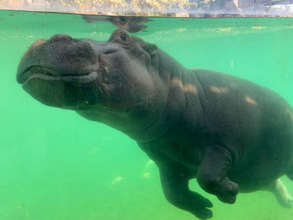 Ancestor looked like a fat reptile with a little head and lived like a hippo