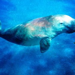 Scientists Believe Dugongs Are "Functionally Extinct" in China